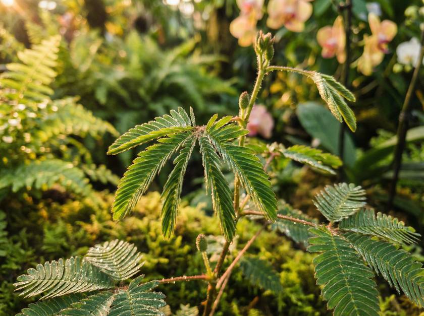 抖阴含羞草慢动作视频